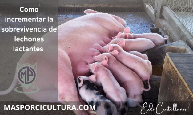 Como incrementar la sobrevivencia de lechones lactantes