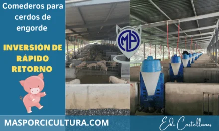 Comederos para cerdos de engorde