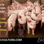 Conversión Alimenticia