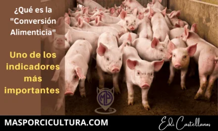 Conversión Alimenticia