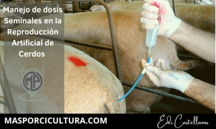 Manejo de dosis seminales para inseminación artificial en cerdas