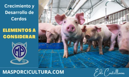 Crecimiento cerdos engorde
