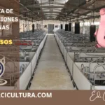 Lavado Eficiente de Instalaciones porcinas en 5 pasos