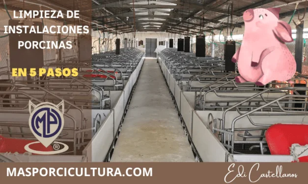 Lavado Eficiente de Instalaciones porcinas en 5 pasos