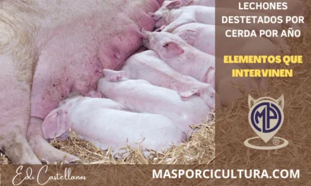 Lechones destetados por cerda por año