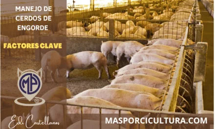 Manejo cerdos de engorde