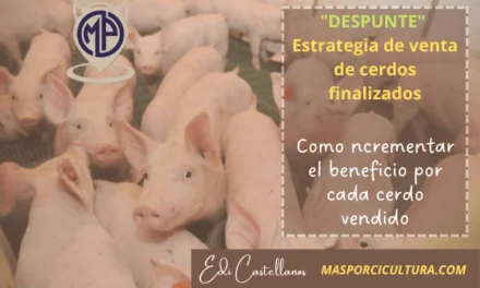 «DESPUNTE» Estrategia de venta de cerdos finalizados