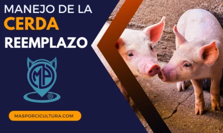 Manejo Cerda Reemplazo