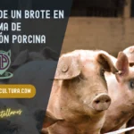 Impacto de un brote en un sistema de producción porcina