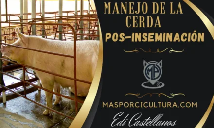 Manejo de la cerda pos-inseminación