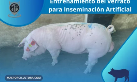Entrenamiento del verraco para inseminación artificial
