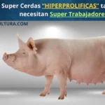 Super Cerdas «Hiperprolificas»