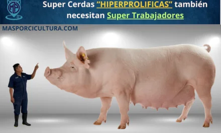 Super Cerdas «Hiperprolificas»