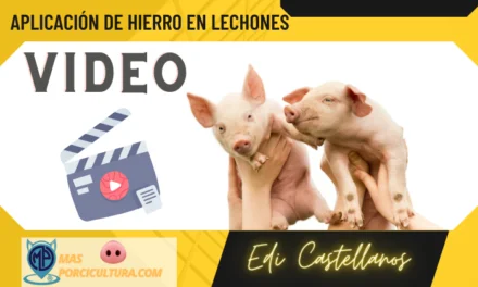 Aplicación de hierro en lechones