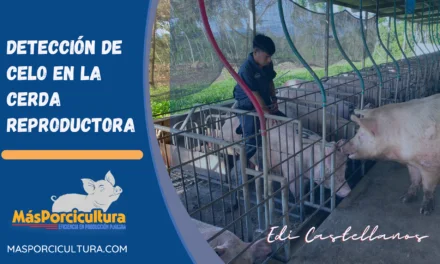Detección de celo en cerdas reproductoras