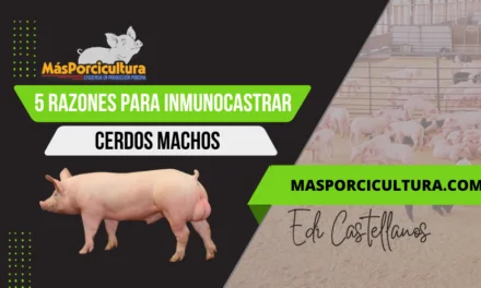 5 razones para inmunocastrar a los cerdos machos