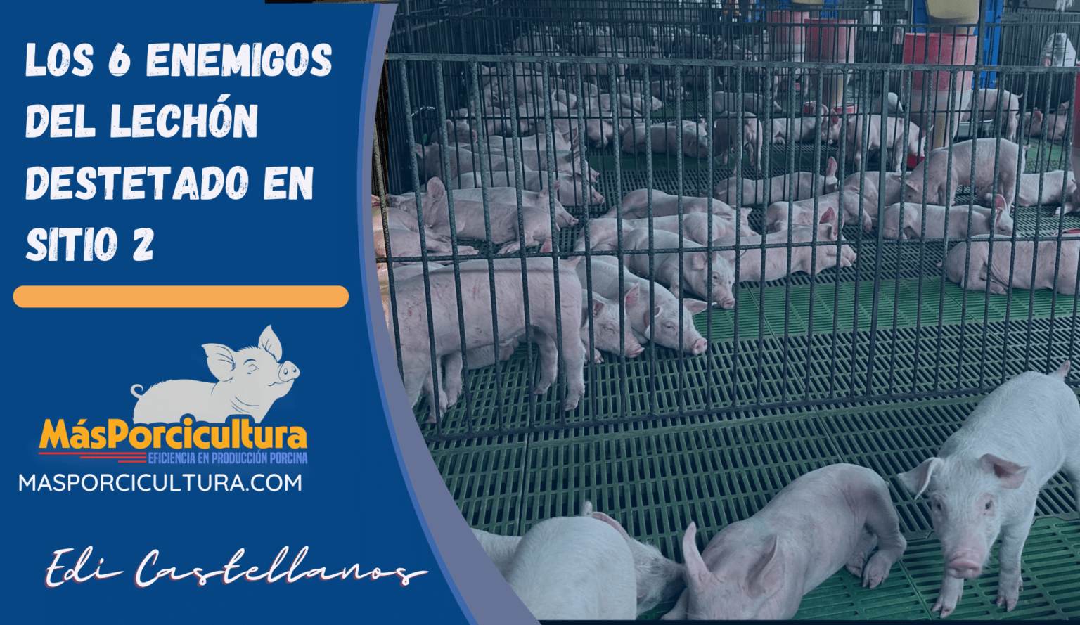 Aplicación de hierro en lechones MasPorcicultura