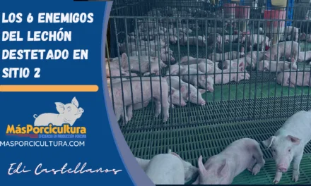 Los 6 enemigos del lechones destetado en Sitio 2
