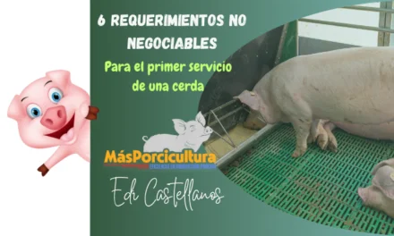 6 requisitos no negociables para el primer servicio de la cerda