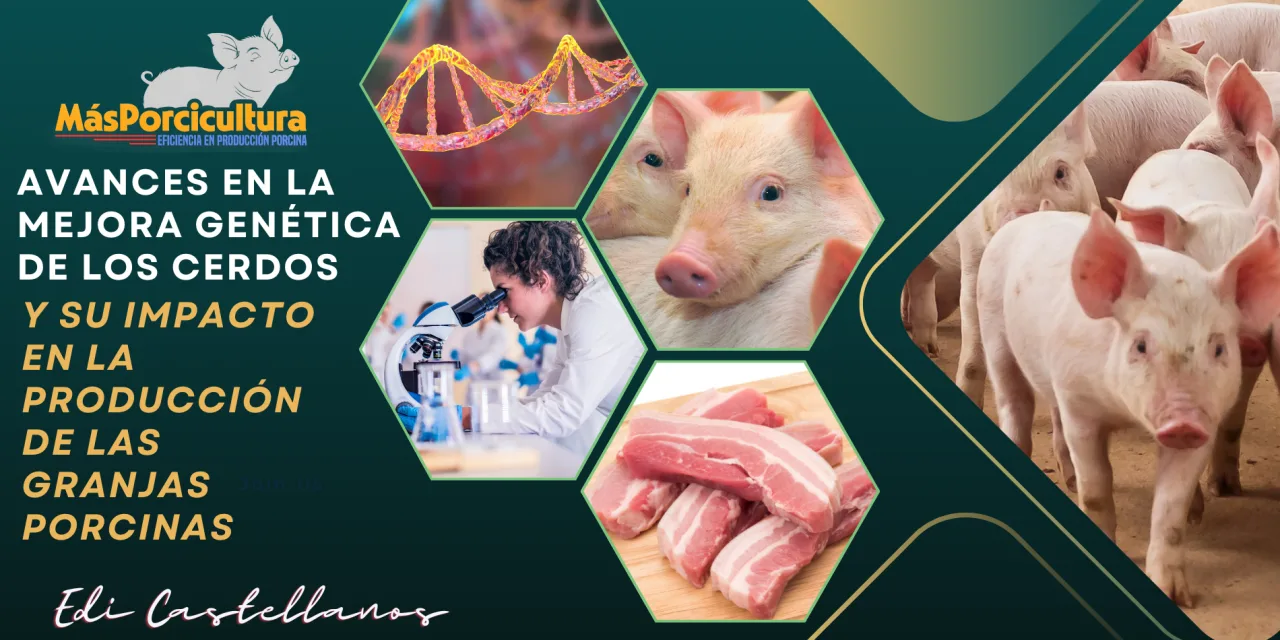 Alimentación De Cerdo Ilustraciones Stock, Vectores, Y Clipart – (860  Ilustraciones Stock), image size:1280x640