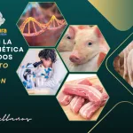 Mejora genética y su impacto en la producción de las granjas porcinas