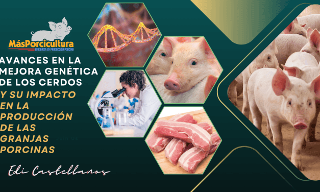 Mejora genética y su impacto en la producción de las granjas porcinas