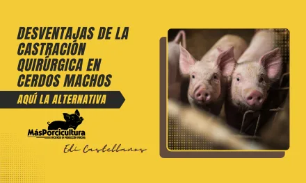 Desventajas de la Castración Quirúrgica en Cerdos Machos