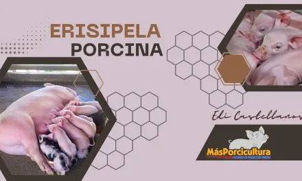 Erisipela Porcina