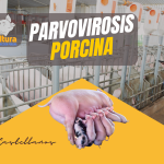 Parvovirosis Porcina
