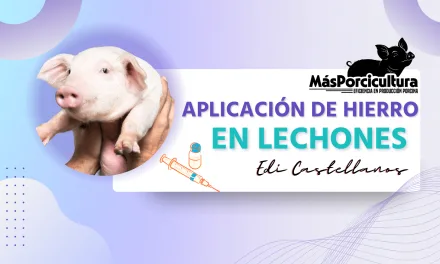 Aplicación de Hierro en Lechones