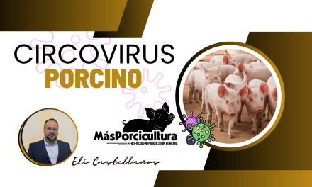 Circovirus Porcino