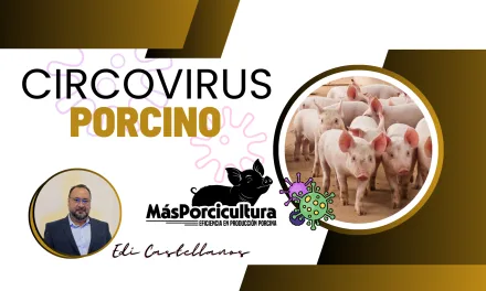 Circovirus Porcino