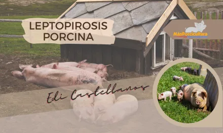 Leptopirosis Porcina