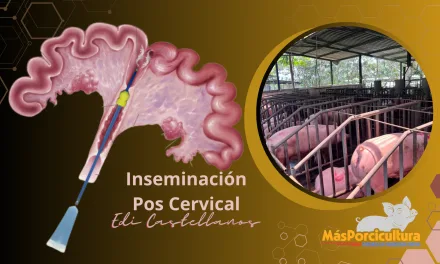 Inseminación Pos Cervical en Cerdas