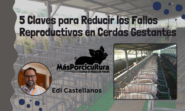 5 Claves para Reducir los Fallos Reproductivos en Cerdas Gestantes