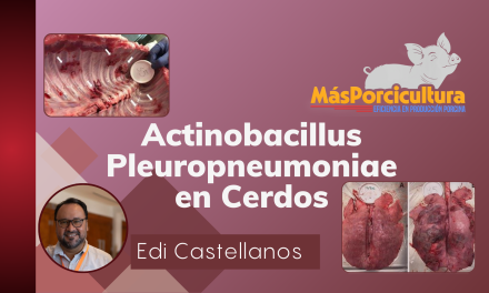 Actinobacillus Pleuropneumoniae en Cerdos
