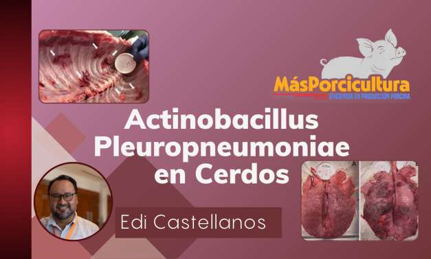 Actinobacillus Pleuropneumoniae en Cerdos