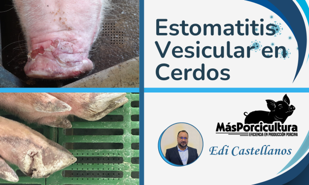 Estomatitis Vesicular en Cerdos