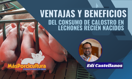 Ventajas y Beneficios del Consumo de Calostro en Lechones Recién Nacidos
