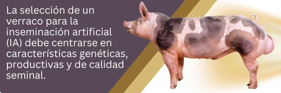 La selección de un verraco para la inseminación artificial (IA) debe centrarse en características genéticas, productivas y de calidad seminal. Selección de un semental para unos en inseminación artificial porcina