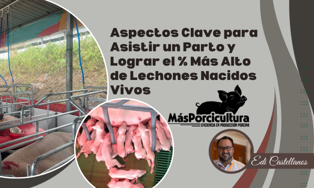 Aspectos Clave para Asistir un Parto y lograr el % más alto de lechones nacidos vivos.