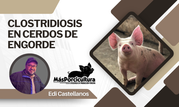 Clostridiosis en Cerdos de Engorde