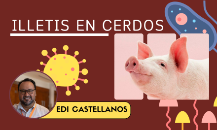 Ileitis en cerdos