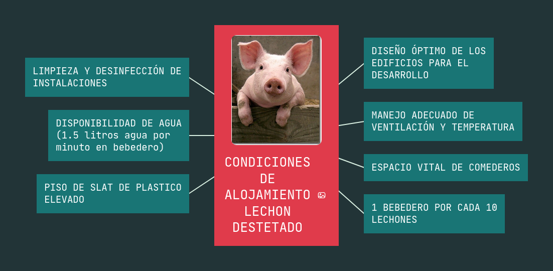 CONDICIONES DE ALOJAMIENTO LECHON DESTETADO