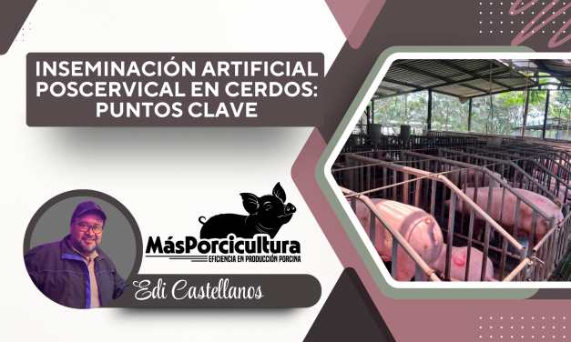 Inseminación Artificial Poscervical en Cerdos: Puntos Clave