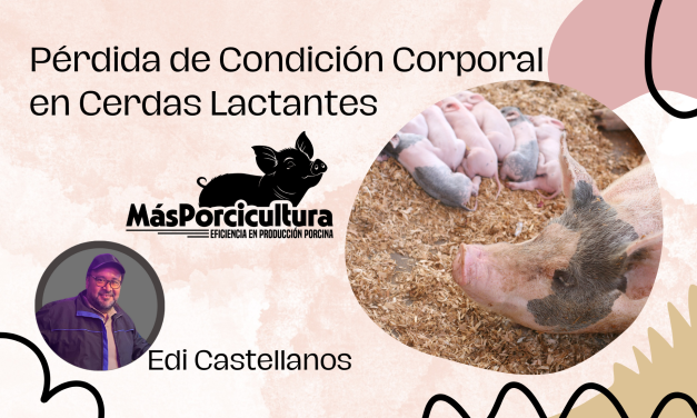 Pérdida de Condición Corporal en Cerdas Lactantes