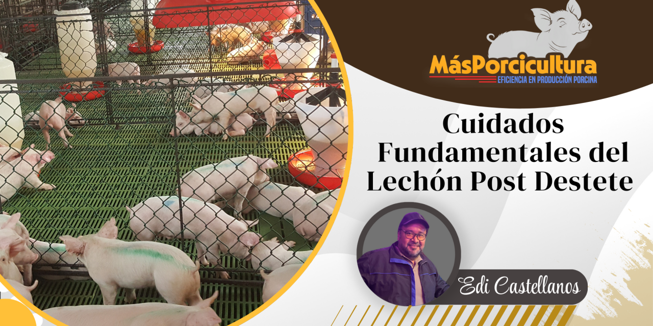 Cuidados Fundamentales del Lechón Post Destete