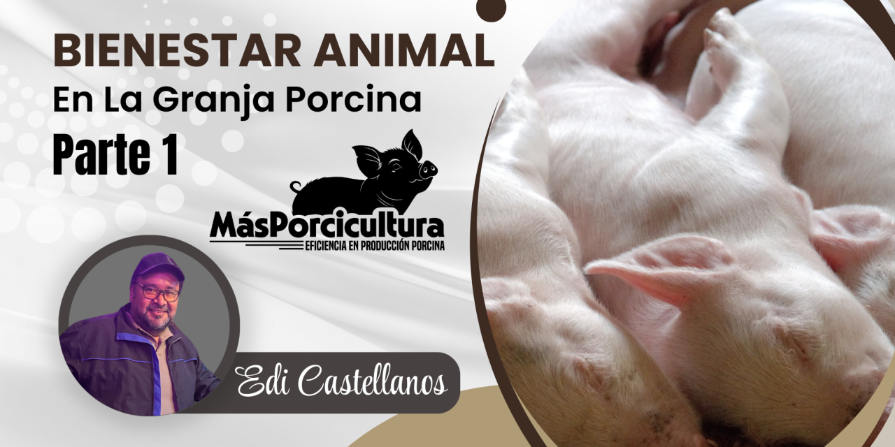 Bienestar Animal en Granjas Porcinas Parte 1
