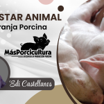 Bienestar Animal en Granjas Porcinas Parte 1
