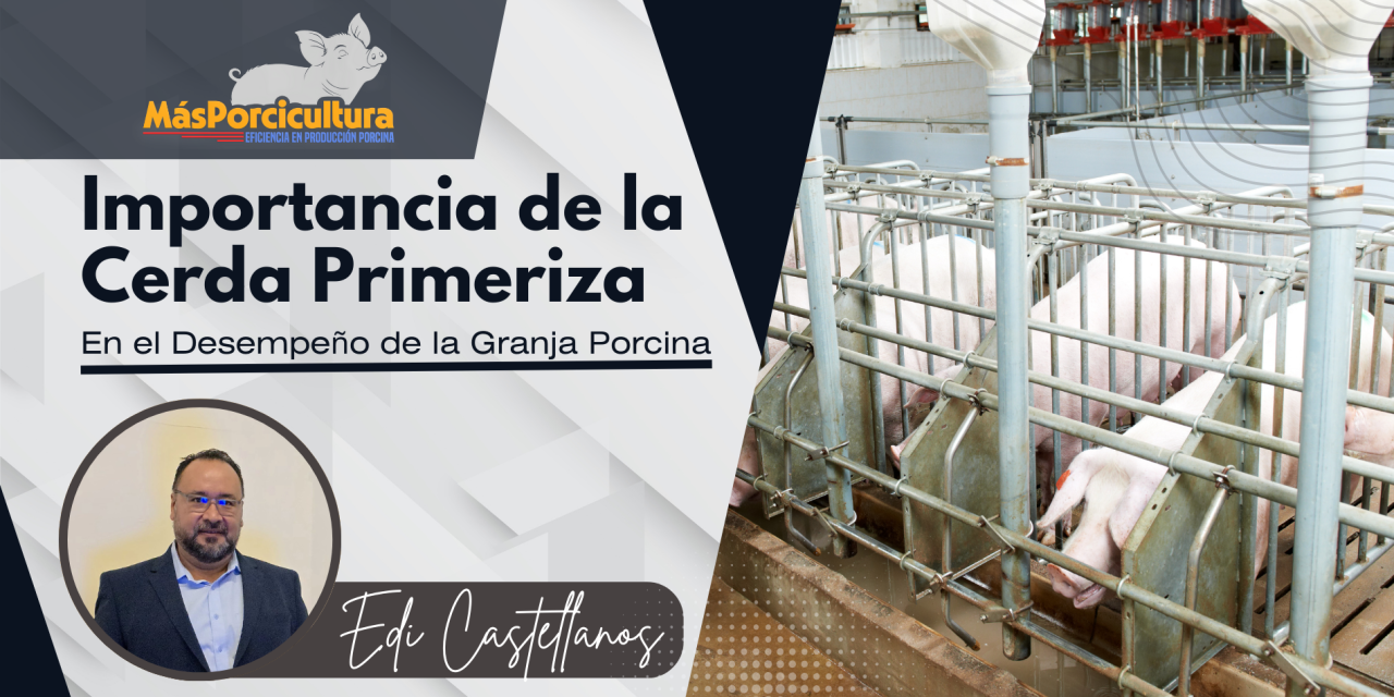 Importancia de la Cerda Primeriza en el Desempeño General de la Granja Porcina